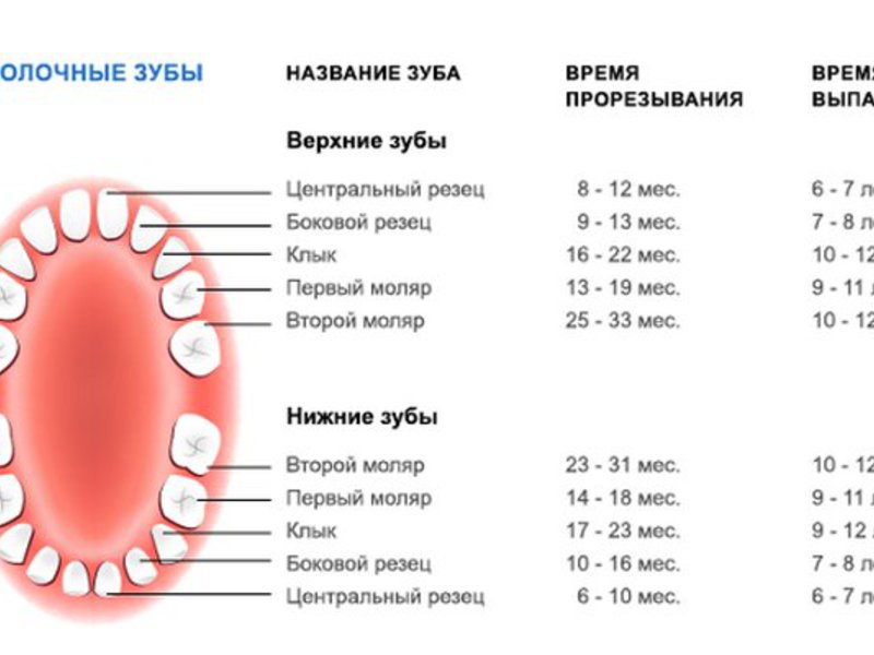 Когда меняются коренные зубы у детей схема на постоянные