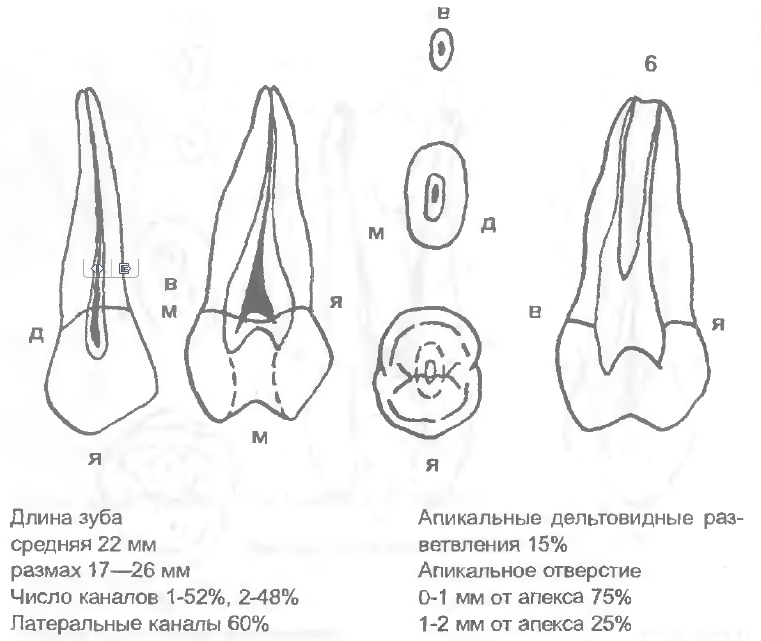 Моляры премоляры схема