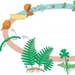 Life cycle of fern development Fern development starting from fertilization