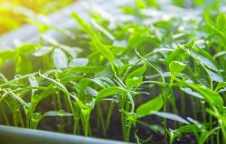 Совети за почетник градинар: што може да се одгледува на прозорец во зима Одгледувајте зеленчук дома во зима
