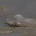 Сухопутна риба мулистий стрибун: опис та фото
