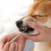 Чистка зубного камня у животных