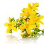 Medicinal properties and contraindications of St. John's wort Treatment of gastritis with St. John's wort