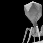 Streptococcal bacteriophage - instructions for use for children and adults