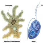 Основні групи мікроорганізмів