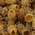 Royal jelly: features of use, what helps and what heals