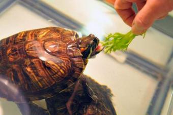 Тривалість життя черепах у домашніх умовах та на волі