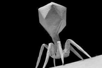 Streptococcal bacteriophage - maagizo ya matumizi kwa watoto na watu wazima